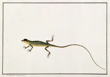 Guana asiatique, Lacerta Calotes, de Dessins d